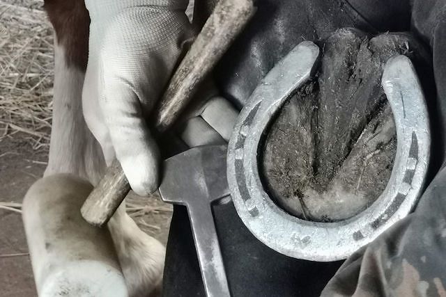 *Podkuwanie koni - wszystko co musisz wiedzieć