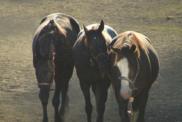 UWAGA! Owady atakują: jak skutecznie chronić konia latem?