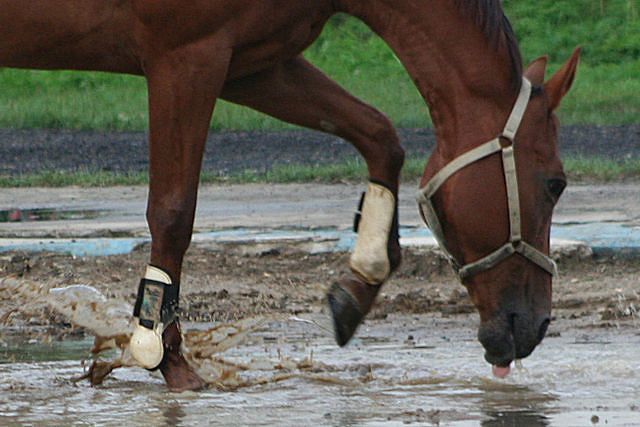 *Czym są elektrolity i jaką odgrywają rolę w organizmie konia