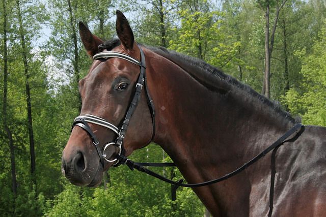 Ogłowia - rodzaje i budowa