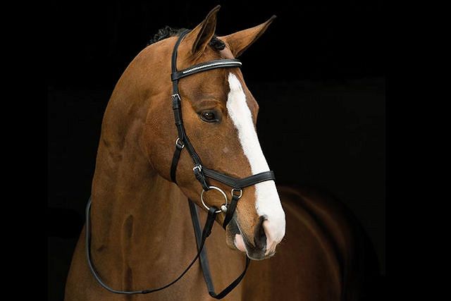 Ogłowia anatomiczne - RAMBO MICKLEM