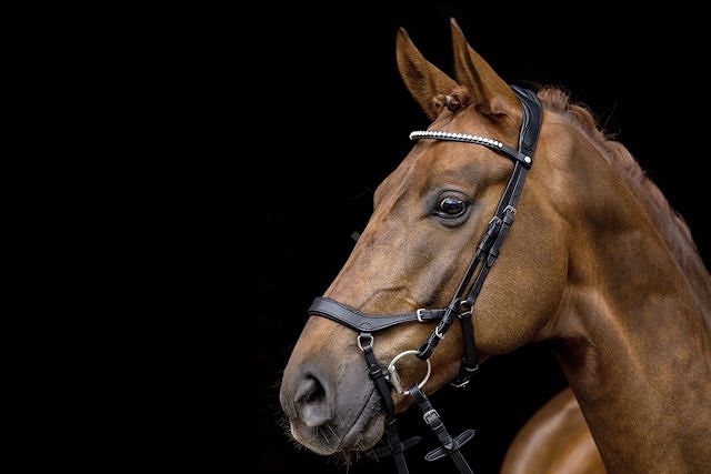 Ogłowia anatomiczne - wszystko co chcielibyście wiedzieć