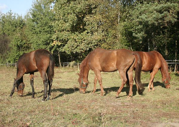Jak zrobić pastwisko dla koni?