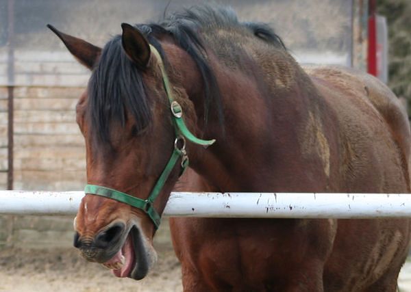 *Dlaczego konie kaszlą?