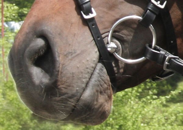 Jak dopasować wędzidło?