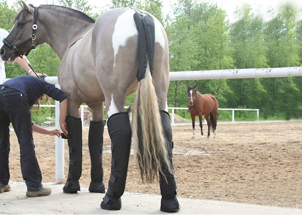 Transport konia - jak się przygotować