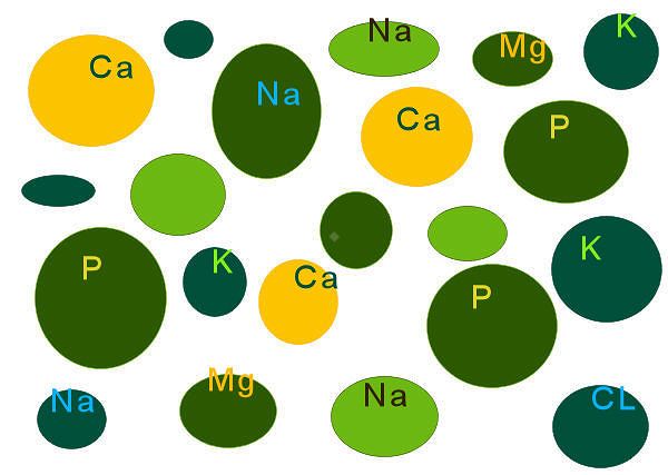 *MAKROELEMENTY - ich rola w diecie konia i objawy niedoboru