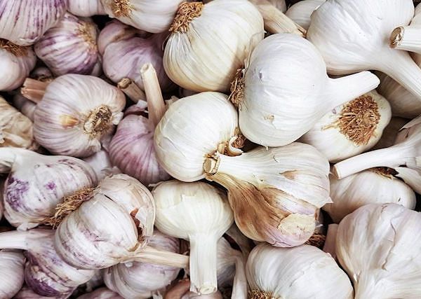 CZOSNEK - Jak zwiększyć odporność konia?