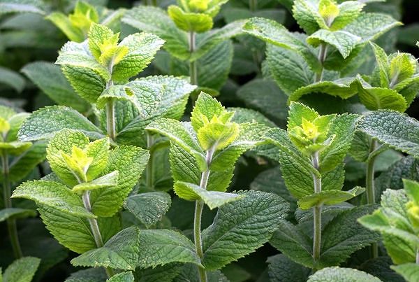 MIĘTA / Menthe i Mentol. Chłodzi czy rozgrzewa?
