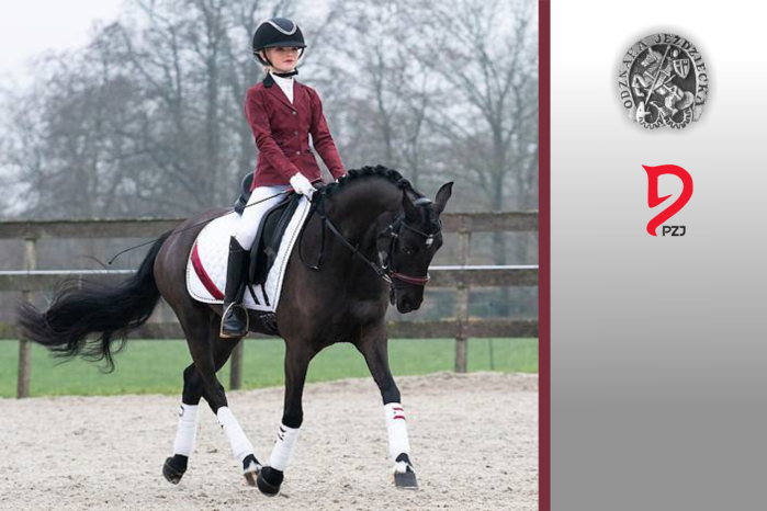 Odznaki jeździeckie PZJ  - ODZNAKA SREBRNA -Wymagania egzaminacyjne