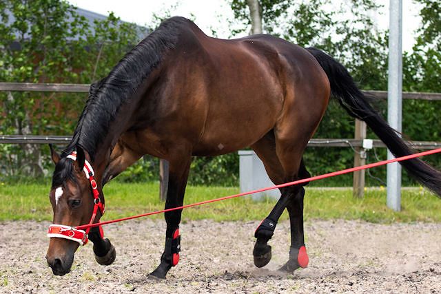 Podstawowy sprzęt do lonżowania konia