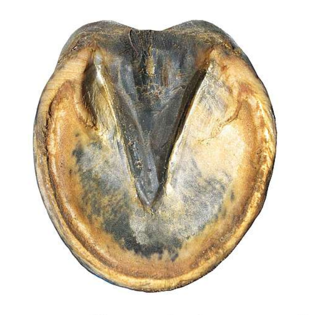 Gnijące strzałki u koni – przyczyny, leczenie i zapobieganie (poradnik)