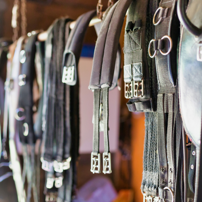 Jaki popręg wybrać