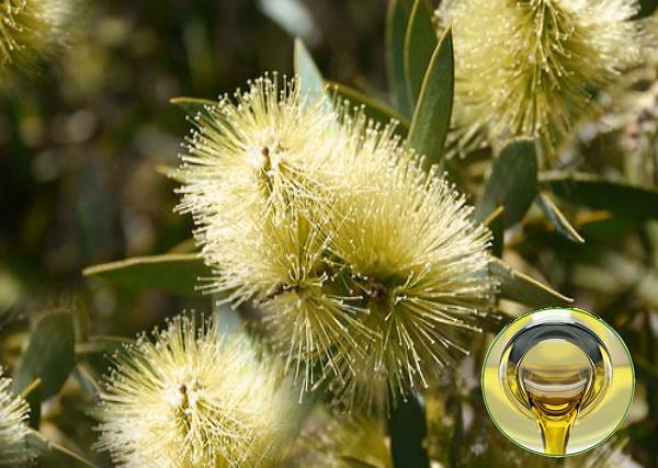 HERBACIANEGO DRZEWA OLEJEK / Melaleuca Alternifolia leaf Oil. Jego rola w preparatach dla koni.