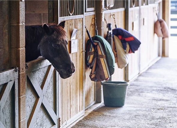 Jak wyposażyć stajnię?