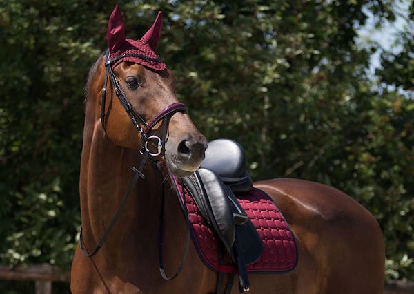 Jaki czaprak wybrać dla konia?