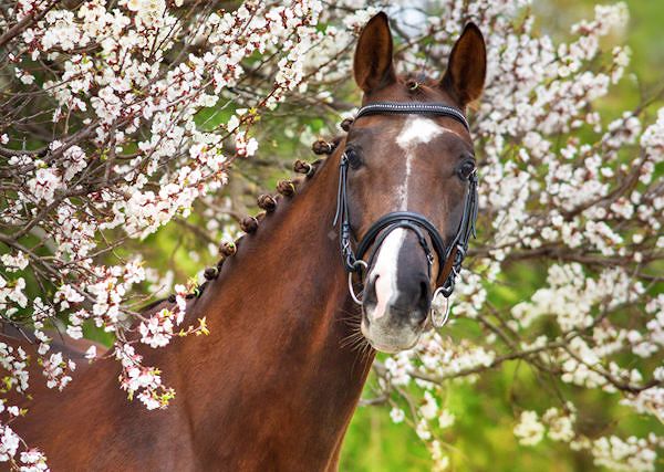 Suplementacja koni na wiosnę