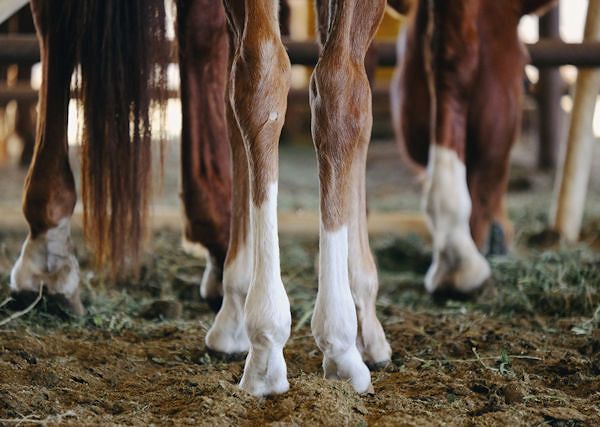 Jak dbać o nogi konia? - Codzienne zabiegi i profilaktyka.
