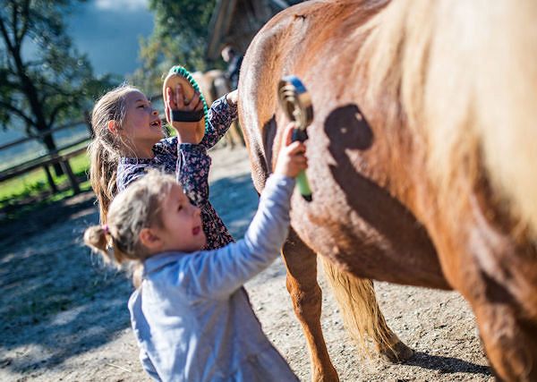 Jak wyczyścić konia?