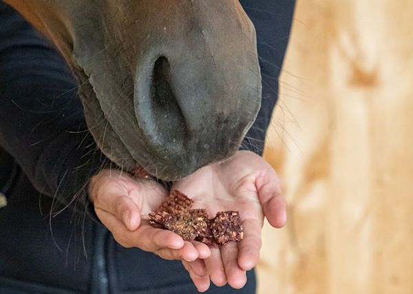 *Po co są smaczki i jak prawidłowo nagradzać konia