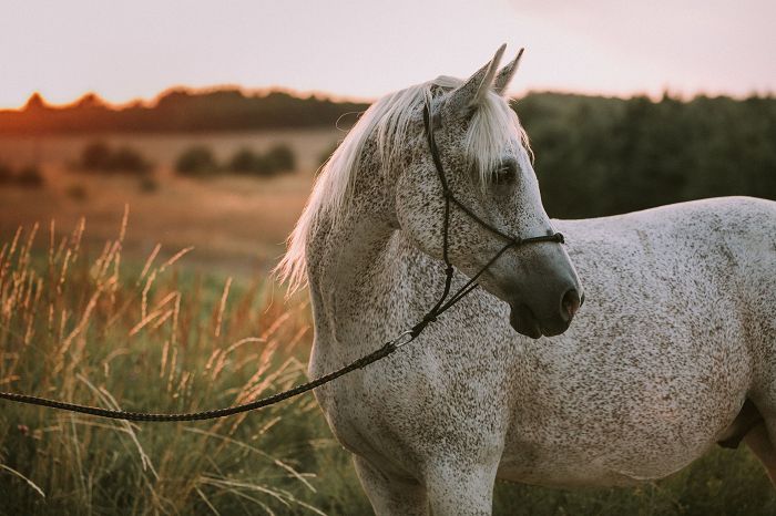 Jak doczyścić siwego konia?