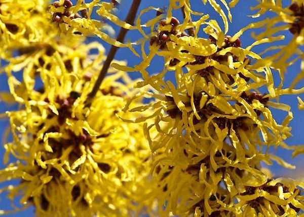 OCZAR WIRGINIJSKI - hamamelis virginiana. Na kopyta, na grudę, na stawy czy jako ochrona przed owadami?