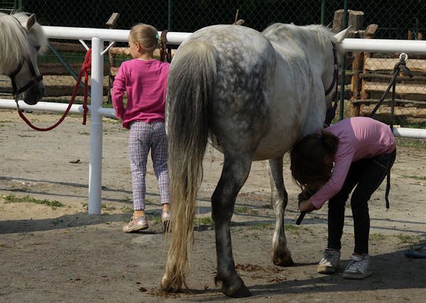 Jak zachowywać się przy koniu?