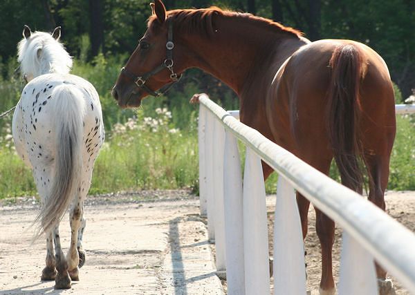Maści koni - czyli ich kolory.