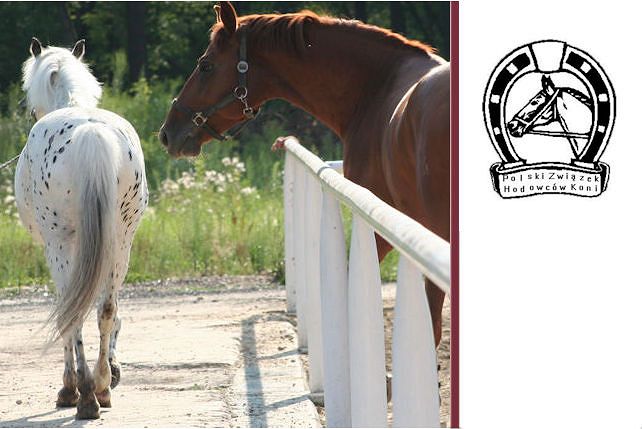 Przepisy PZHK -  Maści Koni