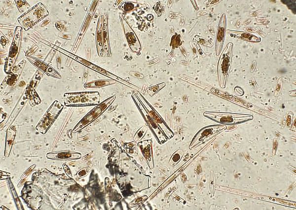 ZIEMIA OKRZEMKOWA / diatomit. Co to jest i które preparaty dla koni mają go w swoim składzie?