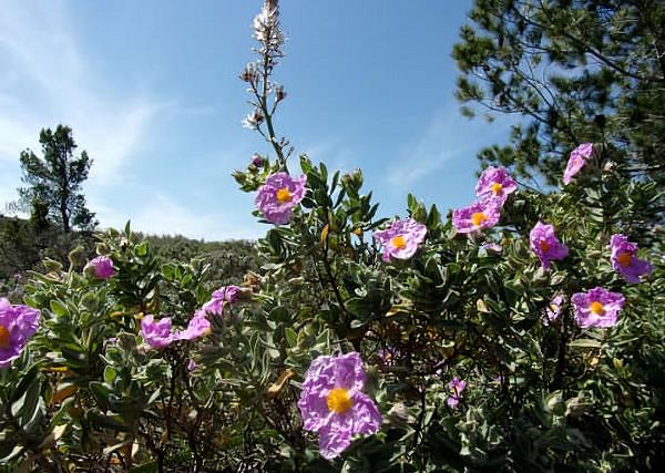 CZYSTEK/ Cistus Incanus.  Zwiększenie odporności i ochrona przed owadami.