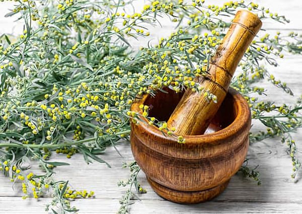 PIOŁUN bylica / Artemisia absinthium. Czy może być stosowana dla koni?