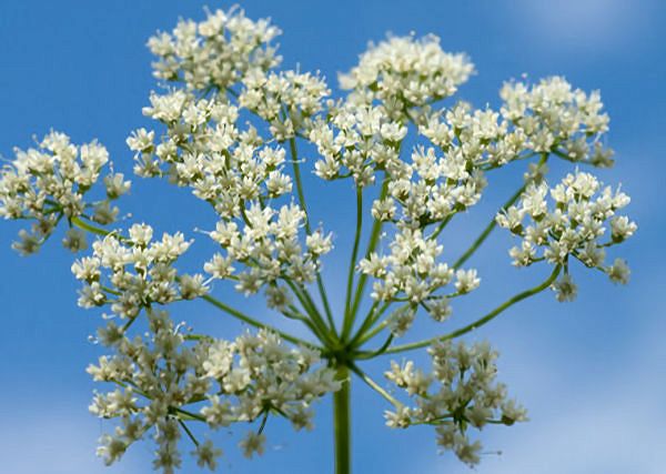 ANYŻ / Pimpinella anisum. Jego właściwości w produktach dla koni.