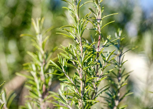 ROZMARYN - Salvia rosmarinus / Rosmarinus officinalis Dlaczego polecany dla koni?