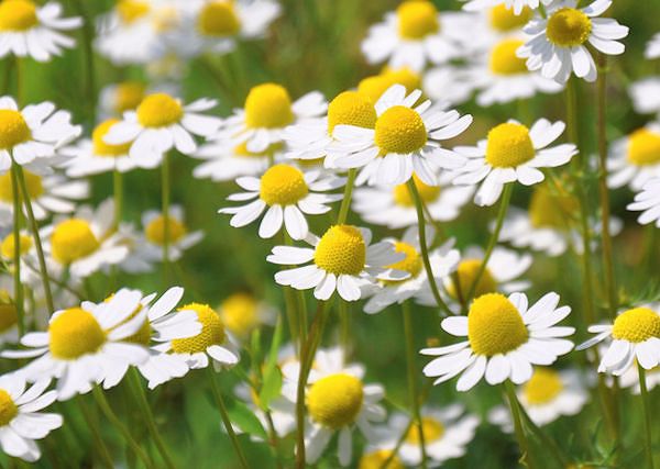 RUMIANEK POSPOLITY - Matricaria chamomilla. Czy można również podawać go koniom?