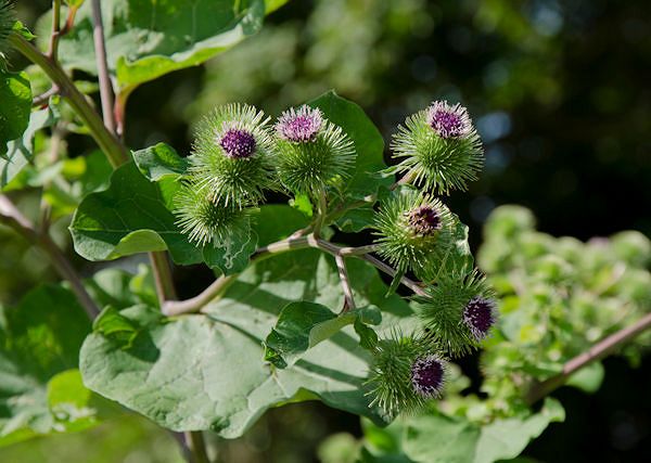 ŁOPIAN - Arctium lappa . Rola łopianu w preparatach dla koni.