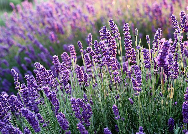 LAWENDA / Lavandula. Jej rola i działanie w preparatach dla koni.