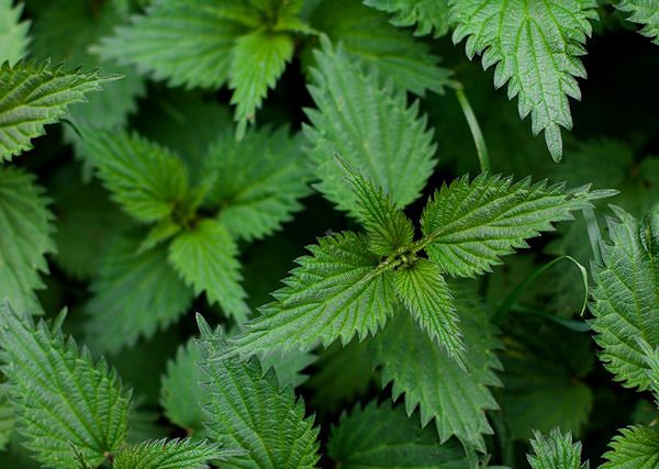 POKRZYWA ZWYCZAJNA - Urtica dioica. Korzyści płynące z podawania pokrzywy koniom.