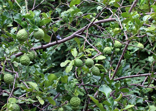 BERGAMOTKA - Citrus Bergamium. Wcierki przeciwzapalne dla koni i skuteczne odstraszanie owadów.