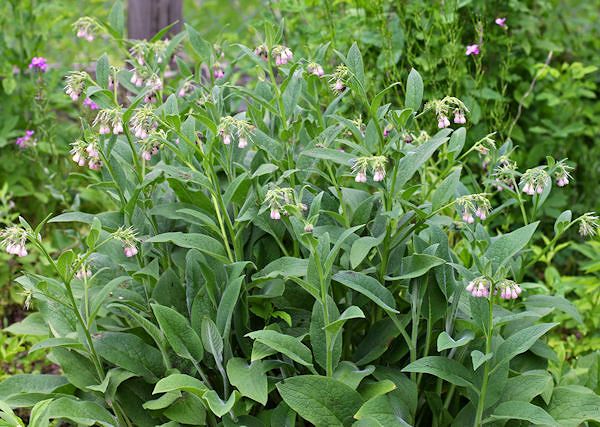 ŻYWOKOST LEKARSKI - Symphytum Officinale. Wspomaganie aparatu ruchu u koni.