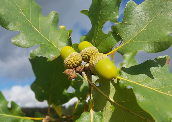 DĄB BEZSZYPUŁKOWY - Quercus Petraea. Wyciąg z dębu jako składnik preparatów dla koni.