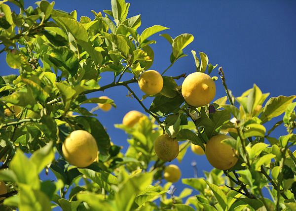 CYTRYNA ZWYCZAJNA - Citrus limon. Jaka rolę spełnia w preparatach dla koni?