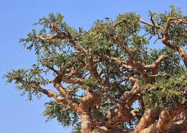 BOSWELLIA SERRATA / Kadzidłowiec Indyjski. W jakich preparatach dla koni występuje i jakie ma działanie?