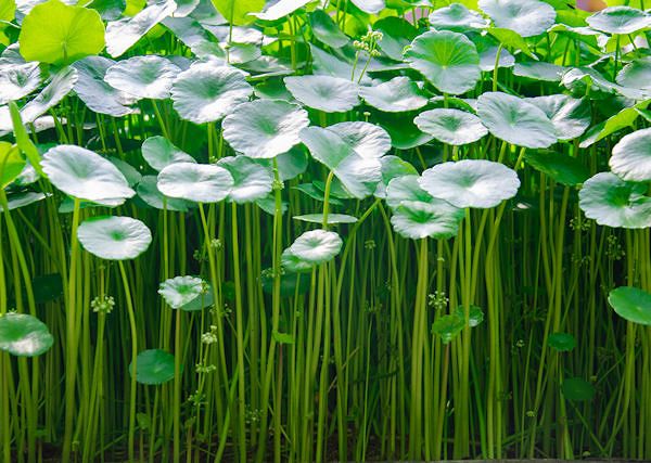 WĄKROTKA AZJATYCKA - Centella asiatica. Wpływ na aparat ruchu u konia.