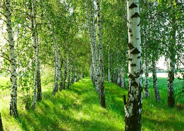 BRZOZA - Betula. Działanie przeciwbólowe na stawy,  wzmocnienie odporności, działanie przeciwłupieżowe i wzmacniające włosie i sierść u koni.