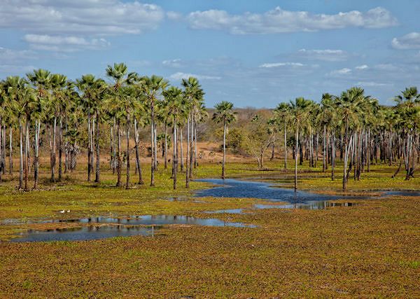 WOSK KARNAUBA - Cera Carnauba. Jego funkcja w preparatach do pielęgnacji wyrobów skórzanych.