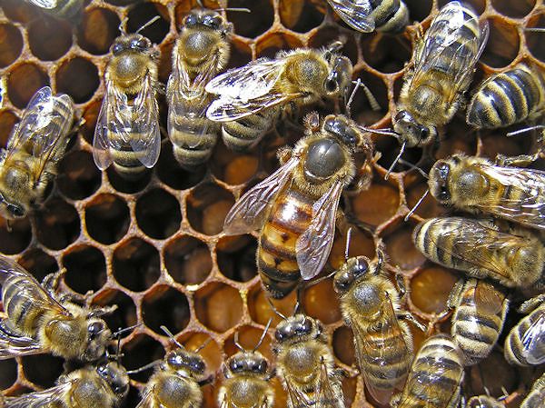 WOSK PSZCZELI - Cera Flava. Jego zastosowanie w pielęgnacji kopyt i wyrobów skórzanych.