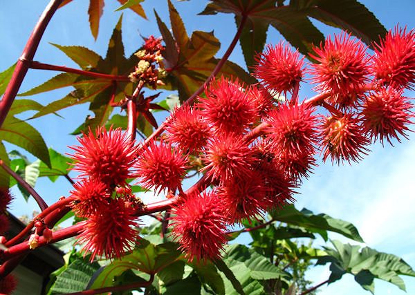 RYCYNOWY OLEJ rącznik pospolity- Ricinus communis. W preparatach jeździeckich.