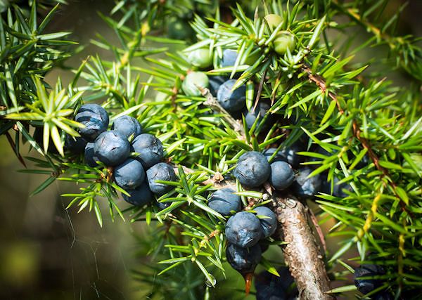 CEDROWY OLEJEK - Juniperus Mexicana Wood oil. Jego właściwości i działanie na owady.