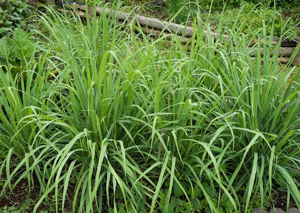 TRAWA CYTRYNOWA - Cymbopogon citratus. Jej zadanie w preparatach odstraszających owady.